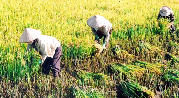 Có nên mua đất trồng lúa, đất ruộng không?